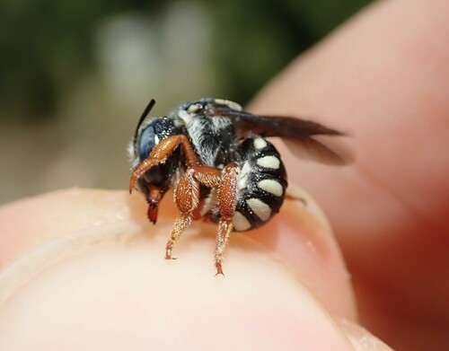 Reticulated Small-Woolcarder