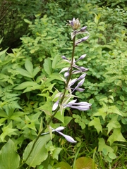 Hosta sieboldiana