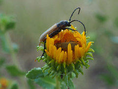 Crossidius pulchellus