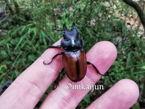 Neolucanus guizhoui