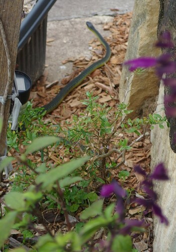 Common Tree Snake sighting