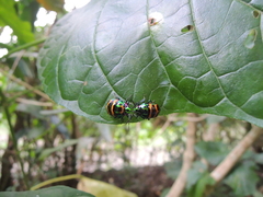 Chrysocoris fascialis