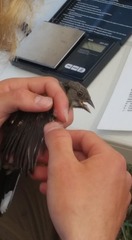 Pipilo maculatus curtatus