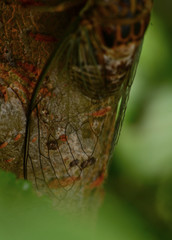 Diceroprocta vitripennis