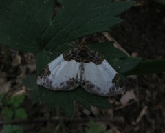 Mesoleuca albicillata