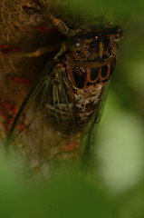 Diceroprocta vitripennis