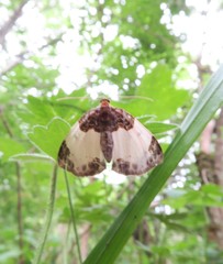 Mesoleuca albicillata