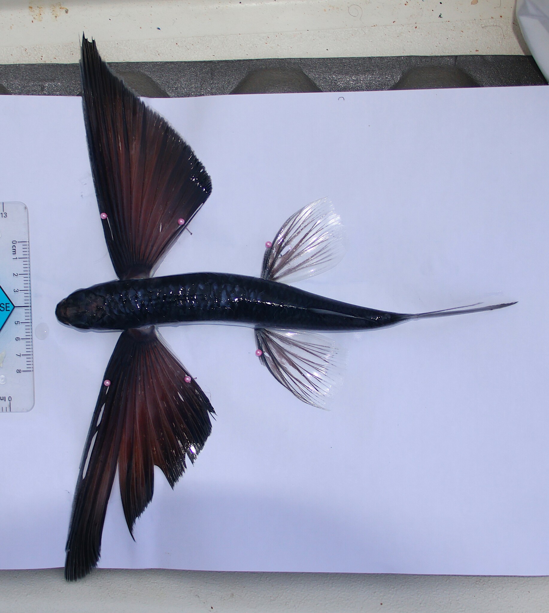 Rondelet's Flyingfish photo 5