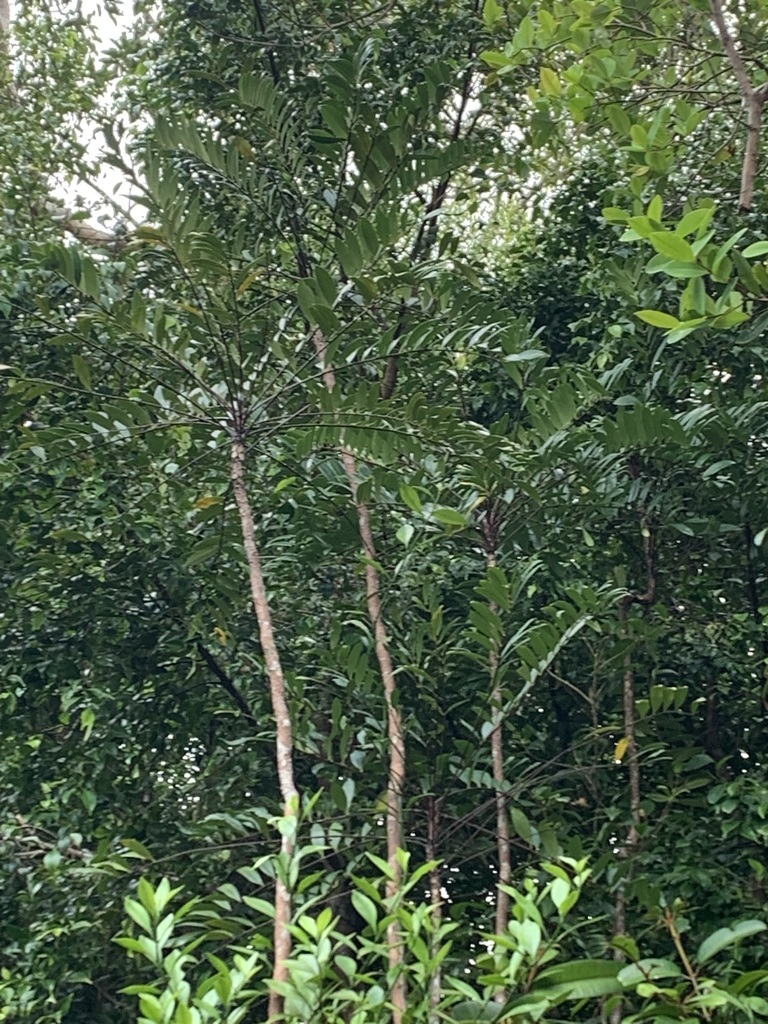 Foto de Tongkat ali