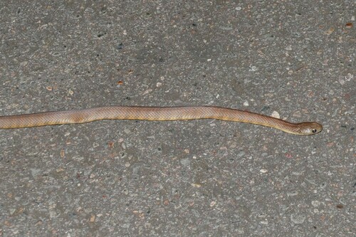 Tiger Snake sighting