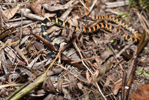 Loo-Choo Big-tooth Snake