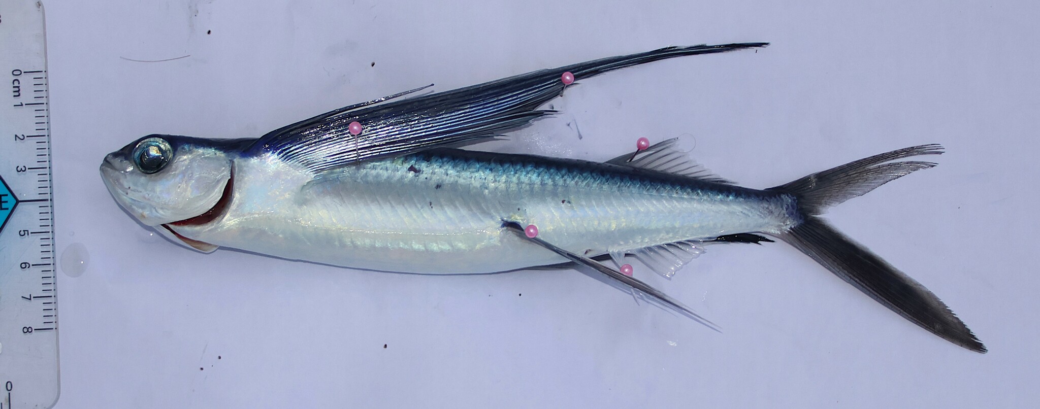 Rondelet's Flyingfish photo 6