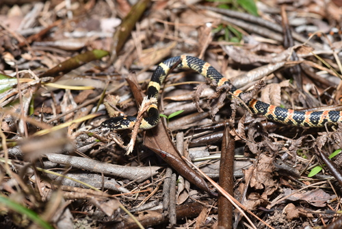 Loo-Choo Big-tooth Snake
