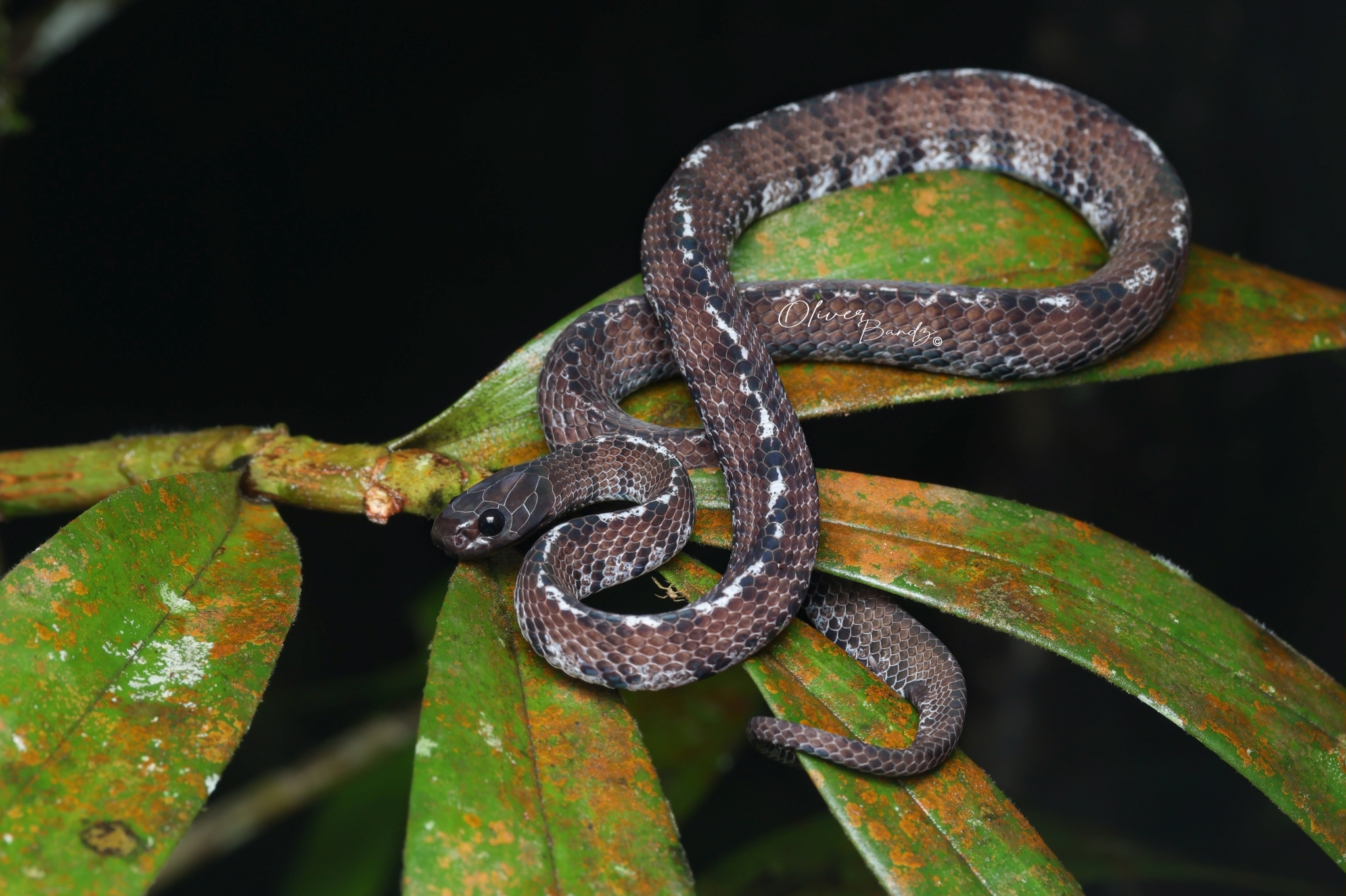 Jamil Slug Snake photo 3
