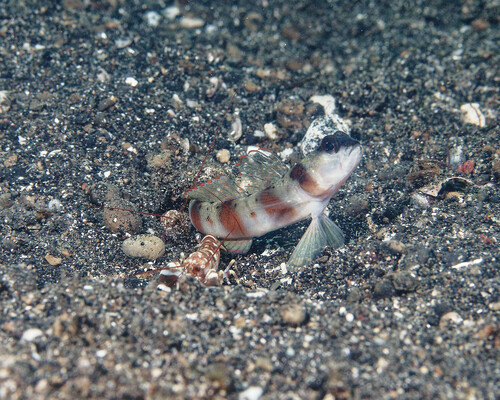 Redmargin shrimpgoby (Amblyeleotris rubrimarginata) — Gobiidae — 5
