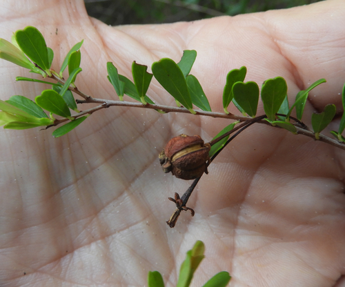 Neoroepera banksii observed 2024-12-15