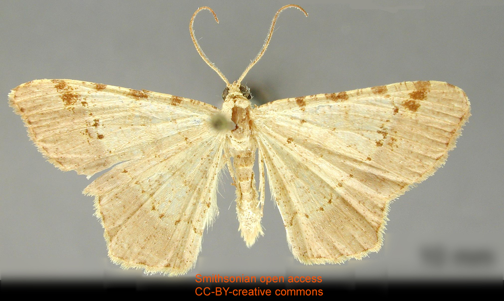 Semiothisa intaminata