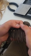 Pipilo maculatus curtatus