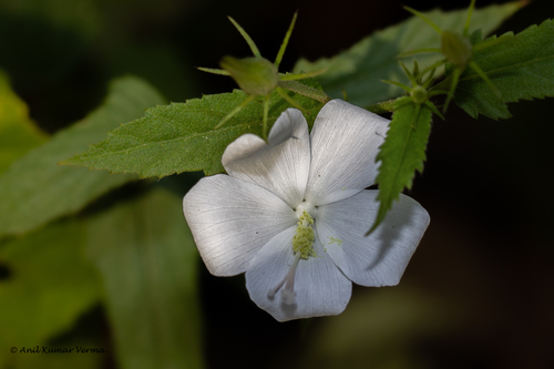 Lesser Mallow White (Hibiscus hirtus) · iNaturalist