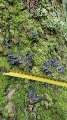 Pseudocyphellaria haywardiorum