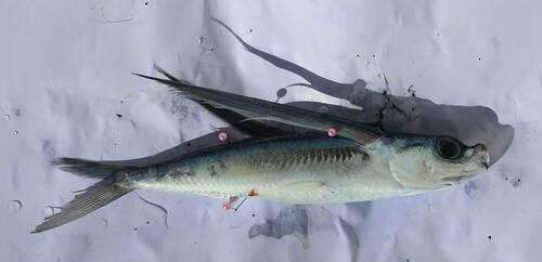 Blue flying fish (Exocoetus volitans) — Exocoetidae — 5