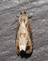 Olethreutes connectum