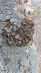 Pseudocyphellaria haywardiorum