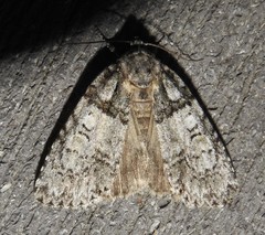 Acronicta modica