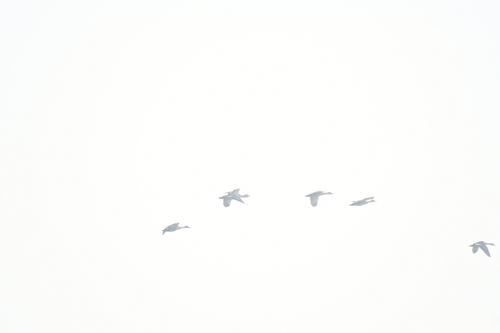 Indian Spot-billed Duck