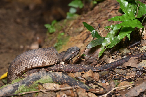 Okinawa Pitviper