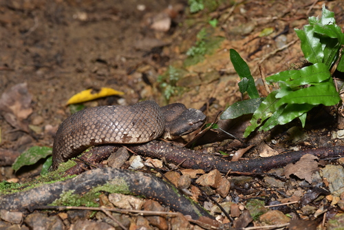 Okinawa Pitviper