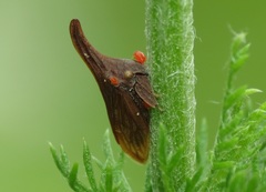 Erythraeoidea