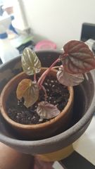 Peperomia caperata