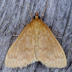 Framinghamia helvalis