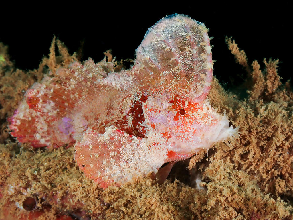 Goatee Velvetfish
