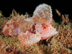 Goatee Velvetfish photo 1