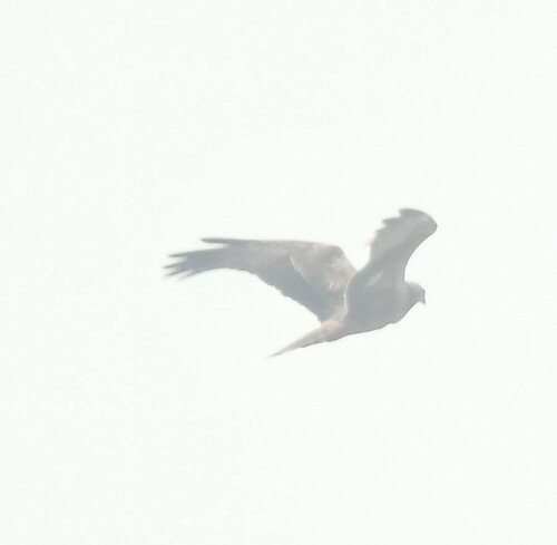 Eastern Marsh Harrier