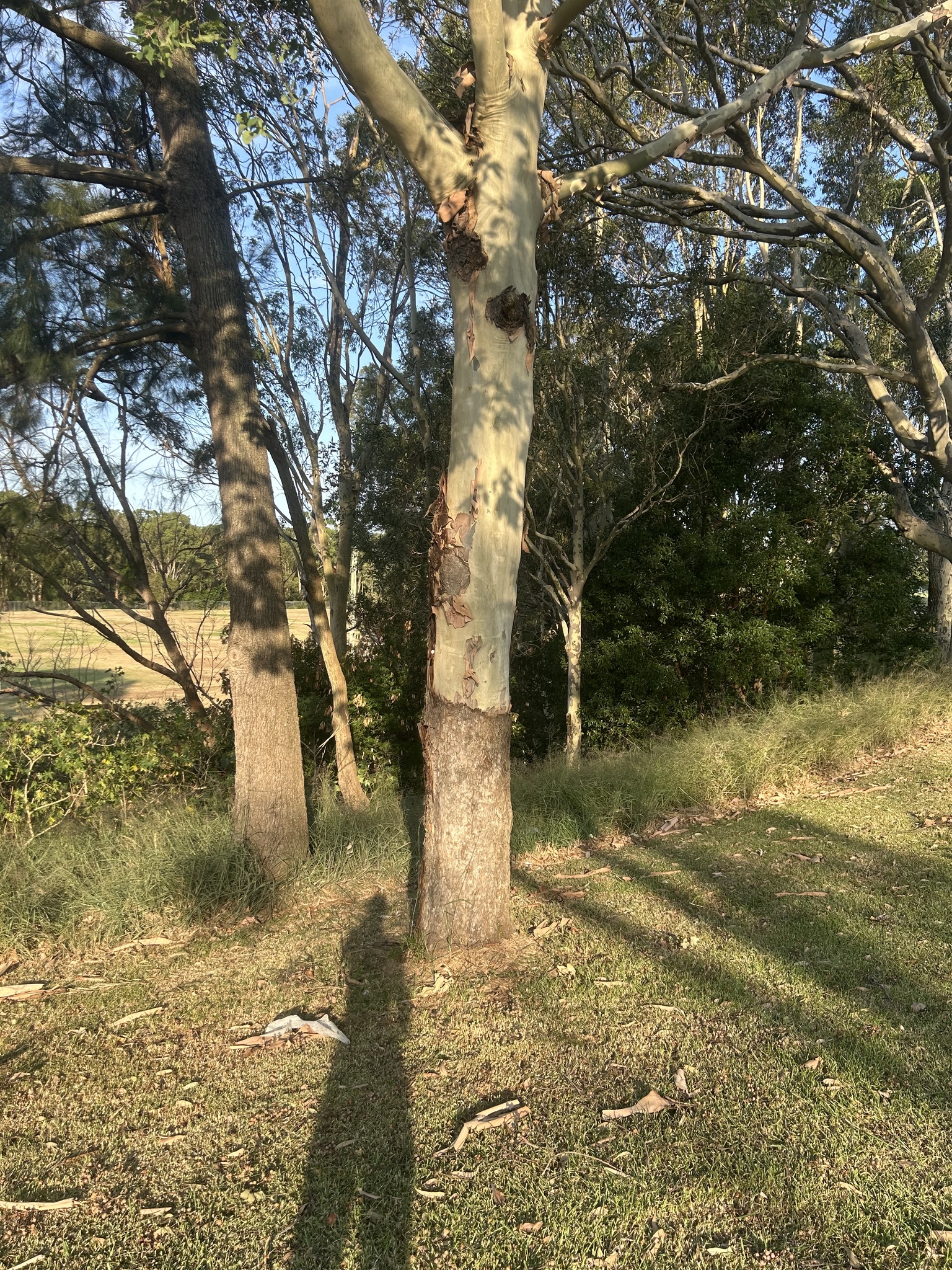 Imagem de Eucalipto-de-corymbia