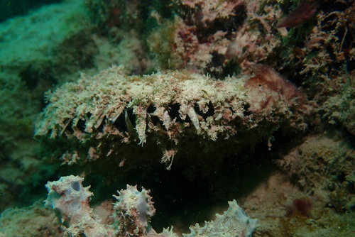 Pinctada margaritifera observed 2025-01-08