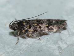Chionodes formosella