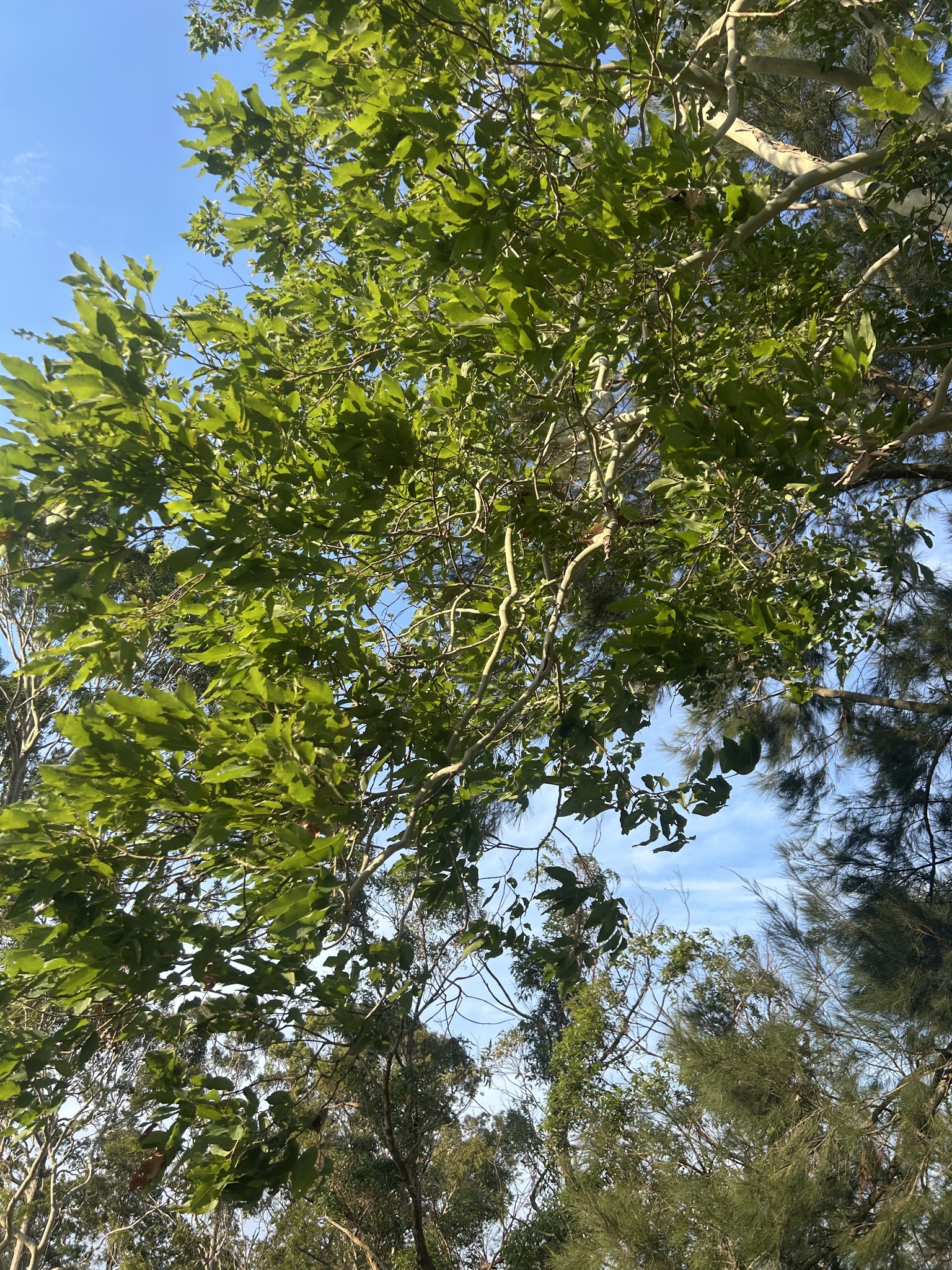 Imagem de Eucalipto-de-corymbia