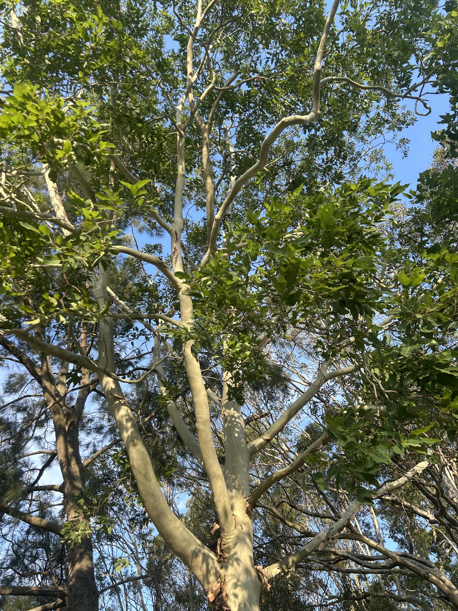 Imagem de Eucalipto-de-corymbia