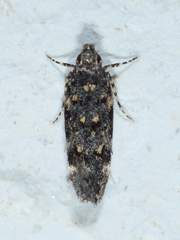 Chionodes formosella