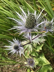 Eryngium alpinum