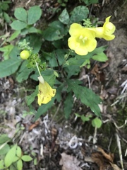 Aureolaria grandiflora