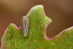 Graphocephala nigrifascia