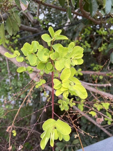 Foto de Quebra-pedra