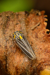 Graphocephala nigrifascia