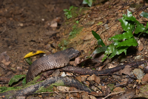 Okinawa Pitviper