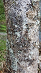 Pseudocyphellaria haywardiorum